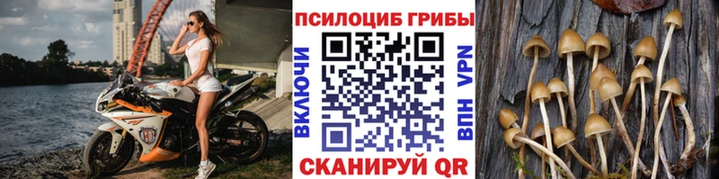 как найти закладки  Сольцы  Псилоцибиновые грибы Psilocybe 